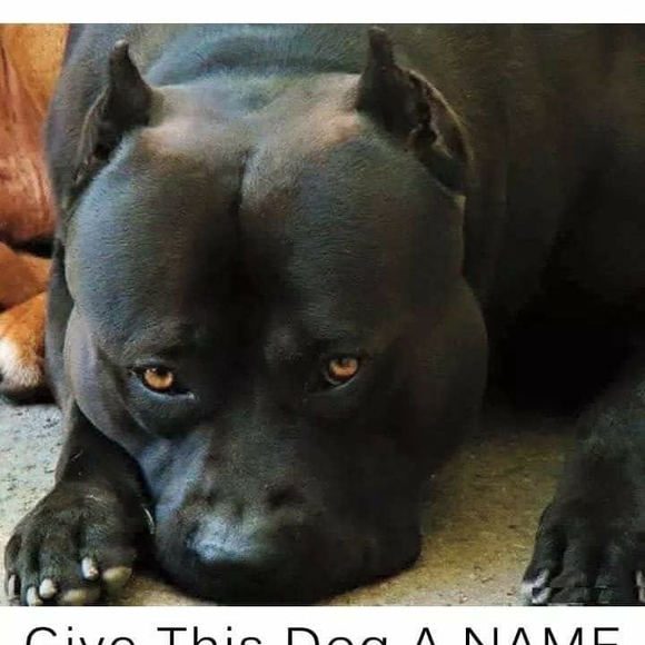 Meet your Posher, Rahman - Picture 1 of 1